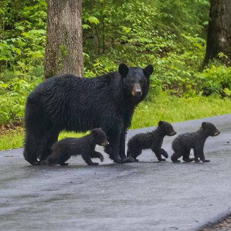 Papa Bear, Hot Tub, Wifi, 1089 Free Tickets Each Paid Day, Dollywood And More 세비어빌 외부 사진