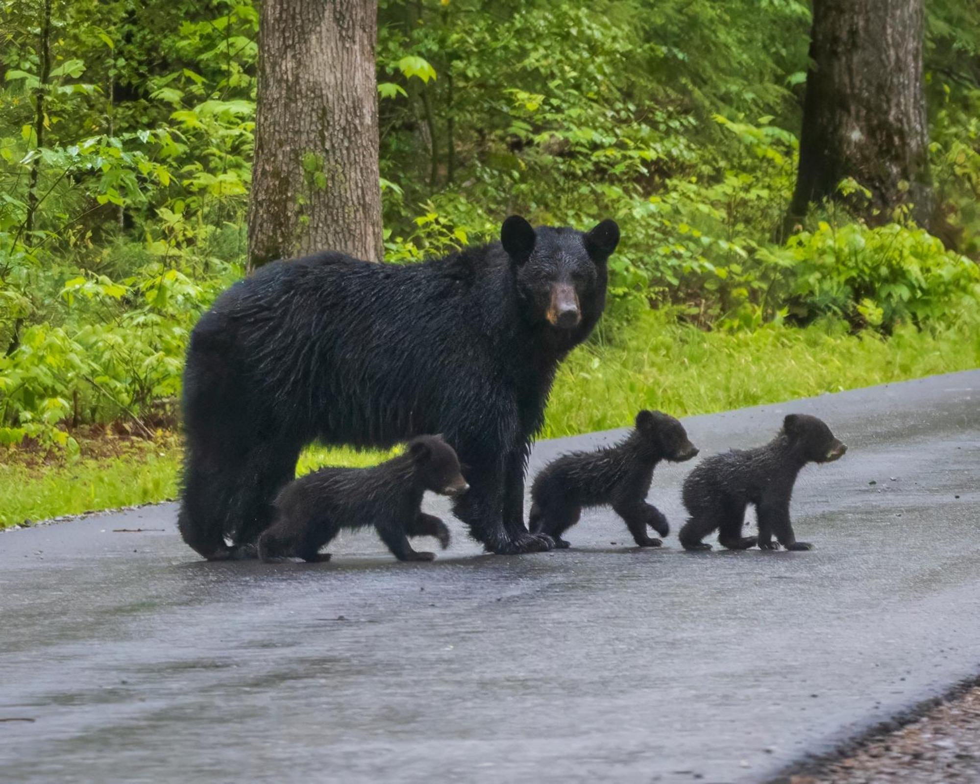 Papa Bear, Hot Tub, Wifi, 1089 Free Tickets Each Paid Day, Dollywood And More 세비어빌 외부 사진